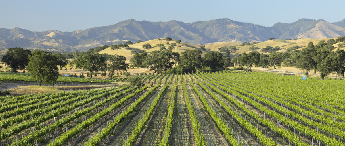 Scenic view of green Santa Barbara Vineyard