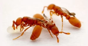 En mutation gjorde myror till parasiter på en generation