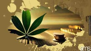 Erschwinglich und hochwertig: Ein Leitfaden für günstige Marihuanasamen | AMS-Blog