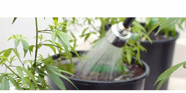 flushing marijuana plants