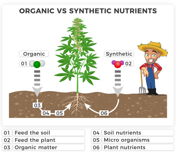 Organic vs synthetic nutrients cannabis plant