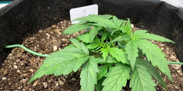 Vegetative stage of cannabis plant