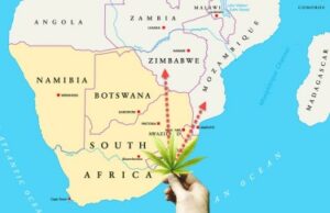 A feketepiaci kannabisz-migrációs csatornák megugrása – a dél-afrikai kannabisz átáramlik Mozambikon