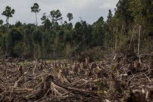 Brazylijskie banki odmówią kredytu Meatpackerom powiązanym ze zniszczeniem Amazona