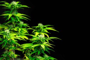 Cannabissalget i Vermont ramte rekordhøjt i februar