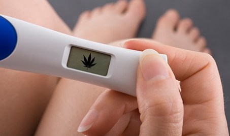 cannabis pregnant cannabis use during pregnancy