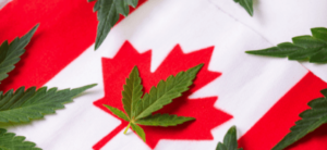 加拿大的大麻旅游