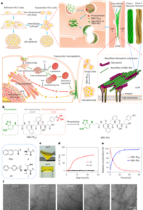 Création de sphéroïdes cellulaires par gélification intercellulaire transcytotique - Nature Nanotechnology
