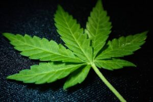 Uitdagingen in de toeleveringsketen van cannabis!