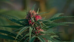 コネチカット州の21月の合法大麻売上高はXNUMX万ドル