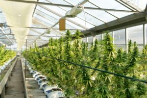 Cookies will be Grown in Canada by Pure Sunfarms - The Cannabis Business Directory