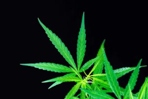 DEA sier at nye regler for syntetiske cannabinoider kommer