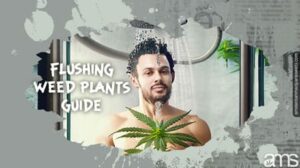 Flushing Weed Plants: En viktig guide för överlägsen cannabisodling