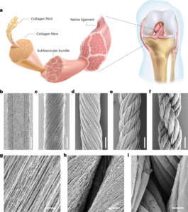Hierarchical helical carbon nanotube fibre as a bone-integrating anterior cruciate ligament replacement