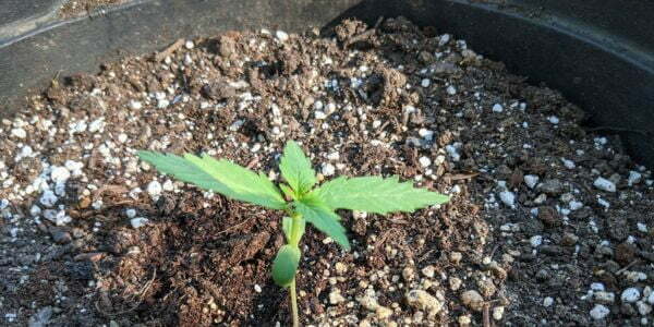 A small auto cannabis plant sprouting out of the super soil