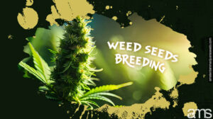 How We Breed the Best Weed Seed to Perfection