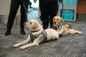 Uavhengighet sluppet løs: Toronto Pearson, WestJet, Lions Foundation of Canada Dog Guides feirer International Guide Dog Day