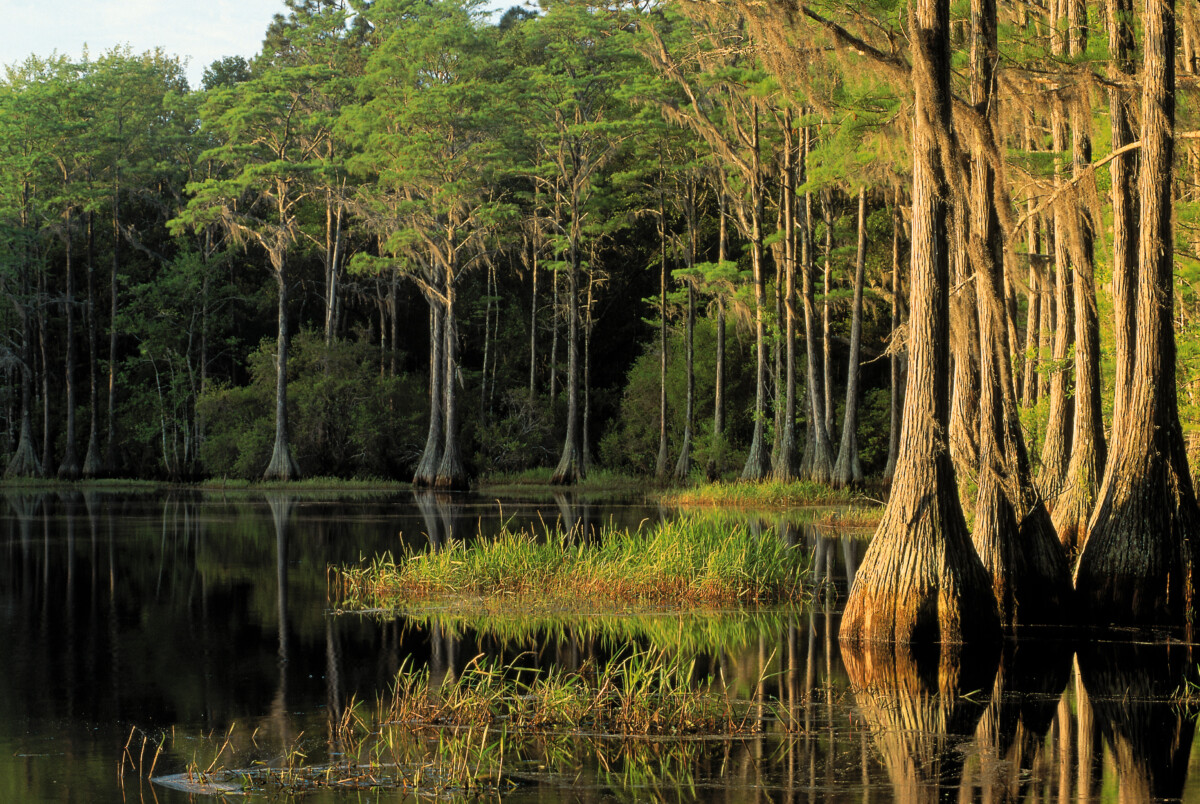플로리다 주 탤러해시 브래드포드 호수 지역의 사이프러스 나무