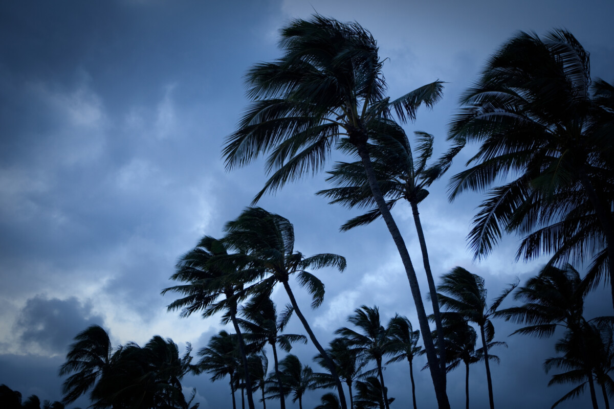 Palmbomen waaien in een tropische storm