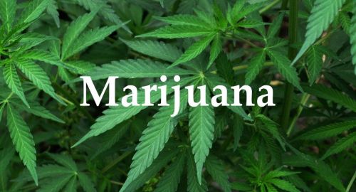 Legalizirana uporaba marihuane pri odraslih v Minnesoti je zelo daleč od tega, da bi postala zakon - Povezava programa medicinske marihuane