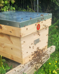 Low Carbon ja Lancaster University käynnistävät lajissaan ensimmäisen tutkimuksen vaikuttaakseen mehiläisten käyttäytymiseen aurinkoalueilla ja lisäämällä biologista monimuotoisuutta - 1 | Vähähiilinen