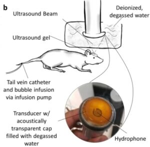 Microbubbles And Ultrasound: Getting Drugs Through The Blood-Brain Barrier