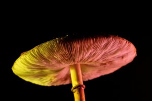 Minnesota Omnibus Health Bill Includes Provisions for Psychedelic Task Force