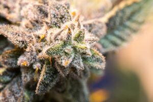 明尼苏达州参议院批准大麻合法化法案