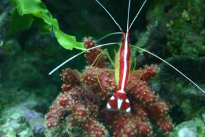 Mistério do camarão branco brilhante resolvido – Physics World