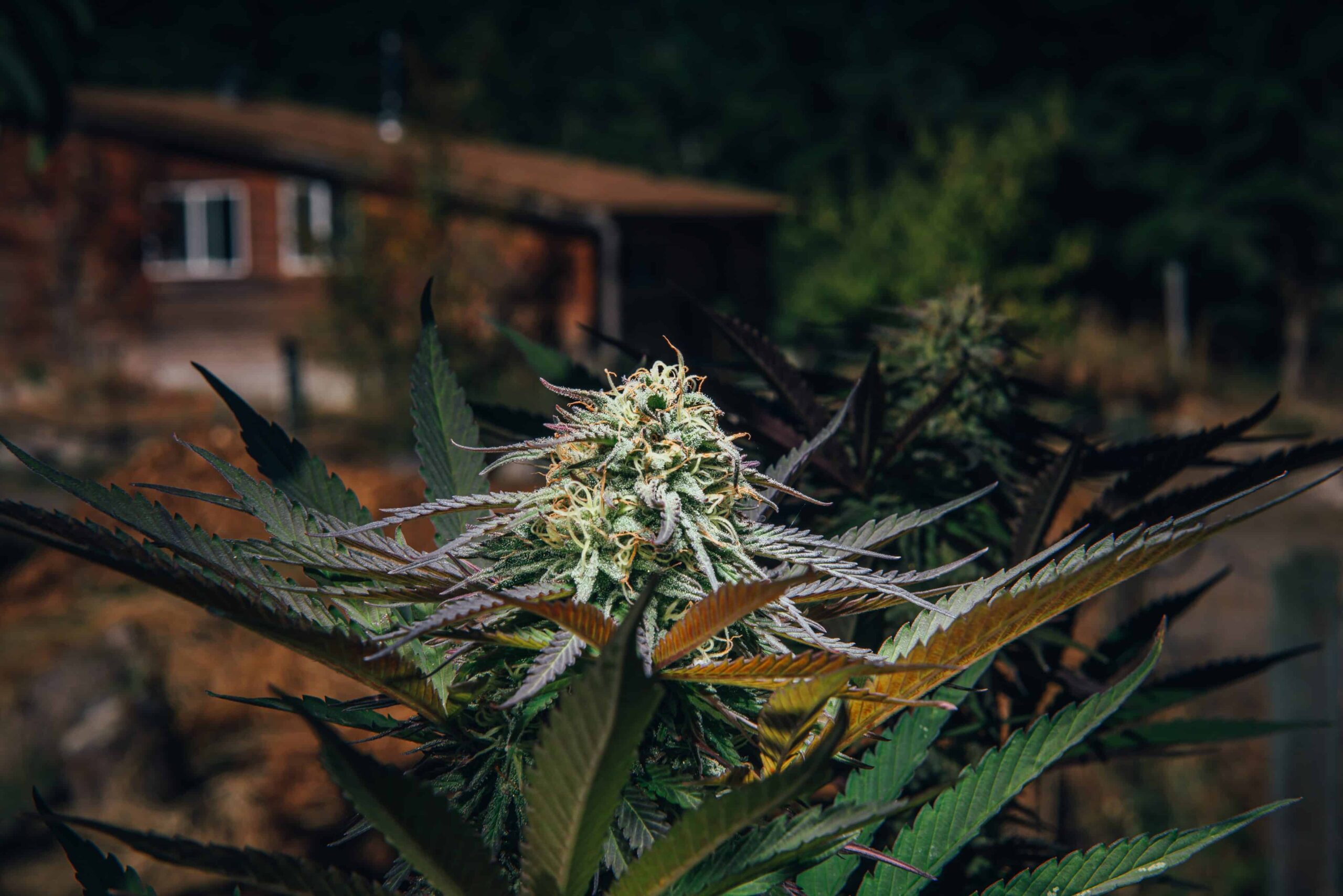 El Senado de New Hampshire rechaza el proyecto de ley de legalización del cannabis
