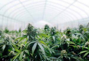 Audierea de caz a Curții Supreme din New Mexico abordează afectarea consumului de cannabis