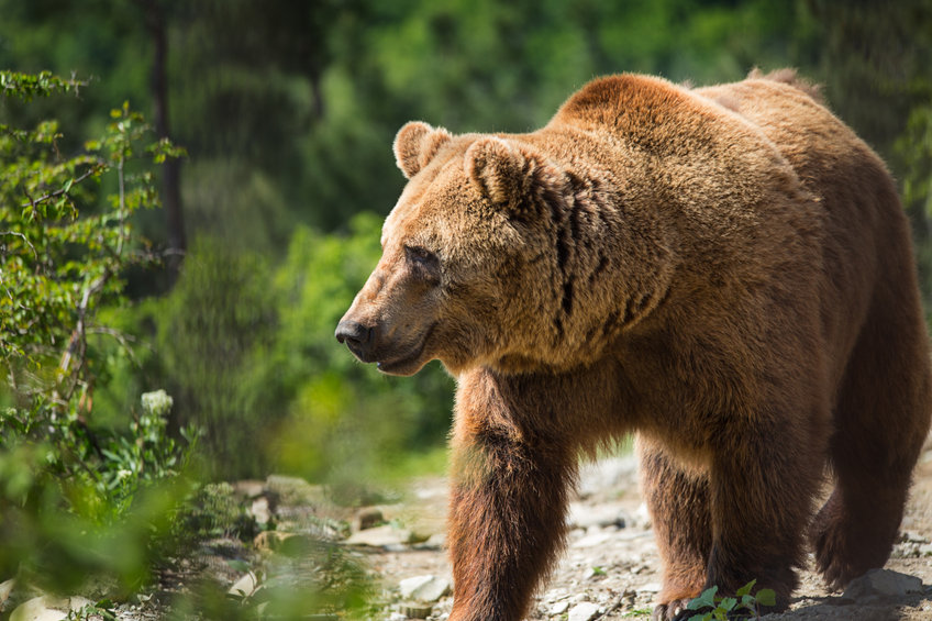 Nei, Bitcoin har aldri sett et bjørnemarked før: Vær forsiktig