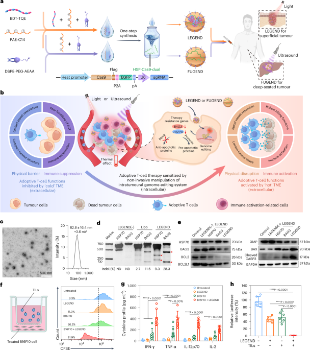 Non-invasive activation of intratumoural gene editing for improved adoptive T-cell therapy in solid tumours - Nature Nanotechnology