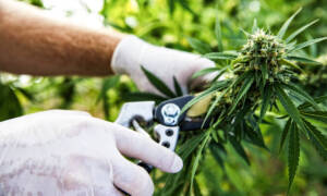 Los cultivos al aire libre acabarán con la industria del cannabis