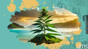 Pineapple Express Cannabis: Kenikmatan Tropis untuk Penggemar Ganja