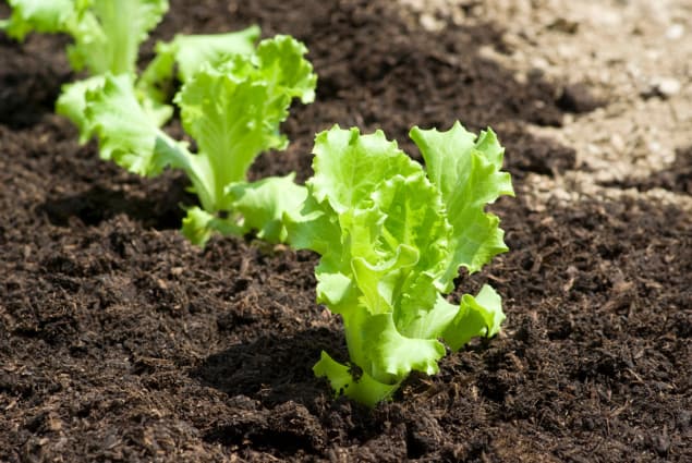 Photo of lettuce plants sprouting in a field