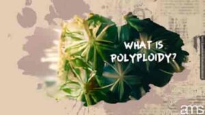 Polyploidy เปิดตัว: คู่มือสำหรับผู้เริ่มต้นเพื่อทำความเข้าใจการทำสำเนาทางพันธุกรรม
