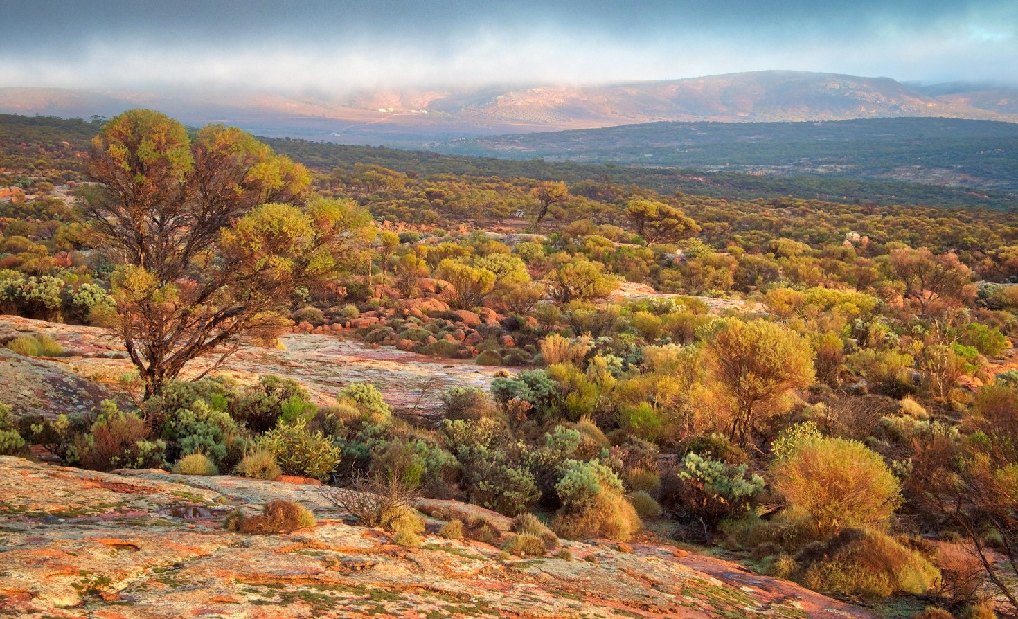 A forest in South Australia for which the company GreenCollar is developing biodiversity credits. (Source: Accounting for Nature)