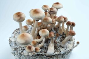 Psilocybin Research Approved in Arizona Appropriations Act Budget