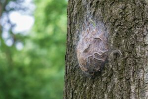 Masyarakat diimbau waspadai ngengat prosesi hama pohon oak | Envirotec