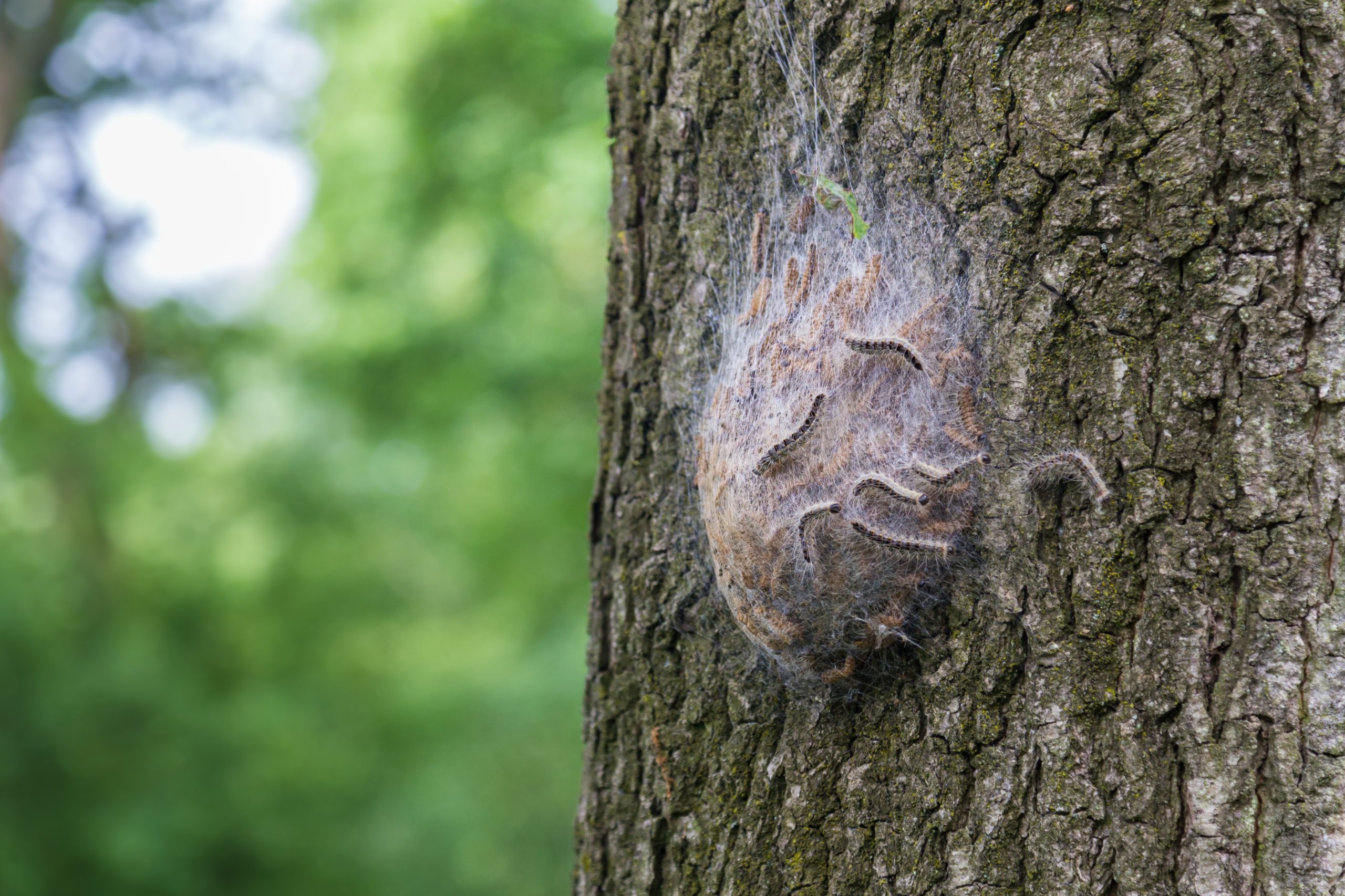 Public urged to keep watch for tree pest oak processionary moth | Envirotec