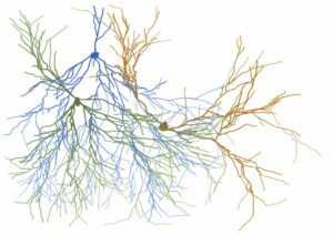 Sculptor Maya Lin Will Release Her First NFT Project, a Generative Art Series Based on the Root Systems of Trees, This Spring
