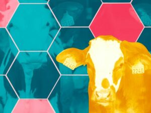 Casette per bestiame intelligenti e sostenibili alimentate da IoT