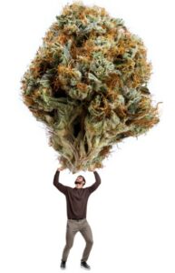 Die 10 verrücktesten Tipps von Cannabis-Züchtern, wie Sie die Größe Ihrer Weed-Buds in einem Wachstumszyklus verdoppeln können
