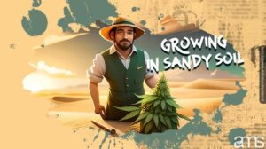 Fordelene og utfordringene ved å dyrke marihuana i sandjord