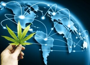 Le marché californien du cannabis illicite est si important qu'il dévore le monde entier en ce moment