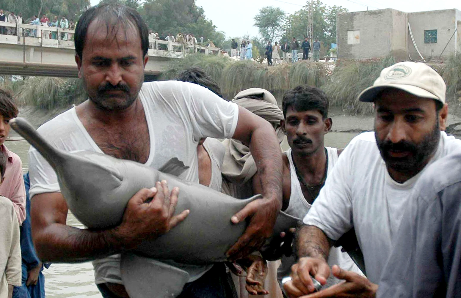 Εθελοντές σώζουν ένα δελφίνι που έχει κολλήσει σε ένα κανάλι στα ανοιχτά του ποταμού Ινδού, κοντά στο Καράτσι του Πακιστάν.