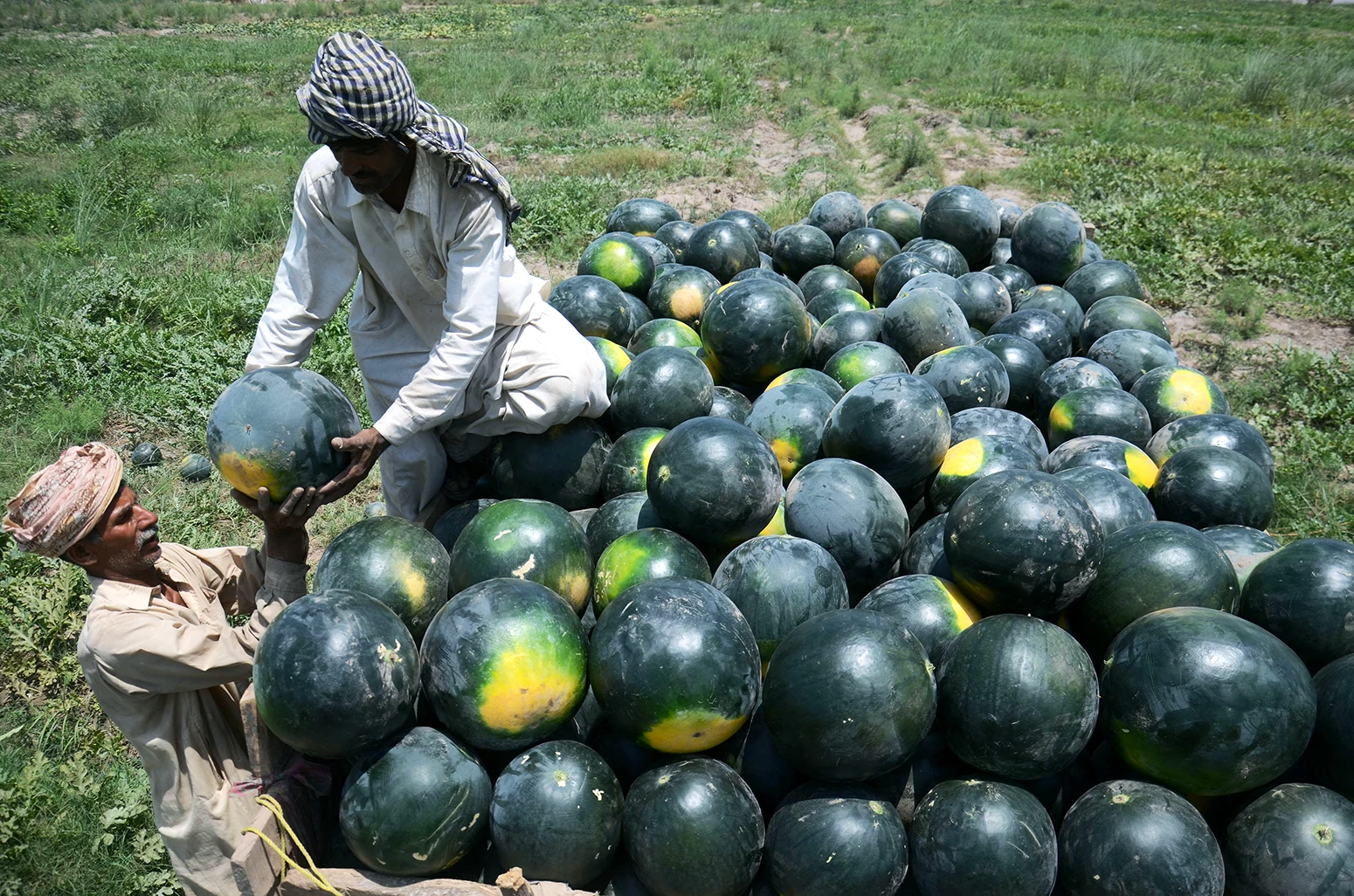 Pakistanische Bauern sind damit beschäftigt, Wassermelonen zu verladen.