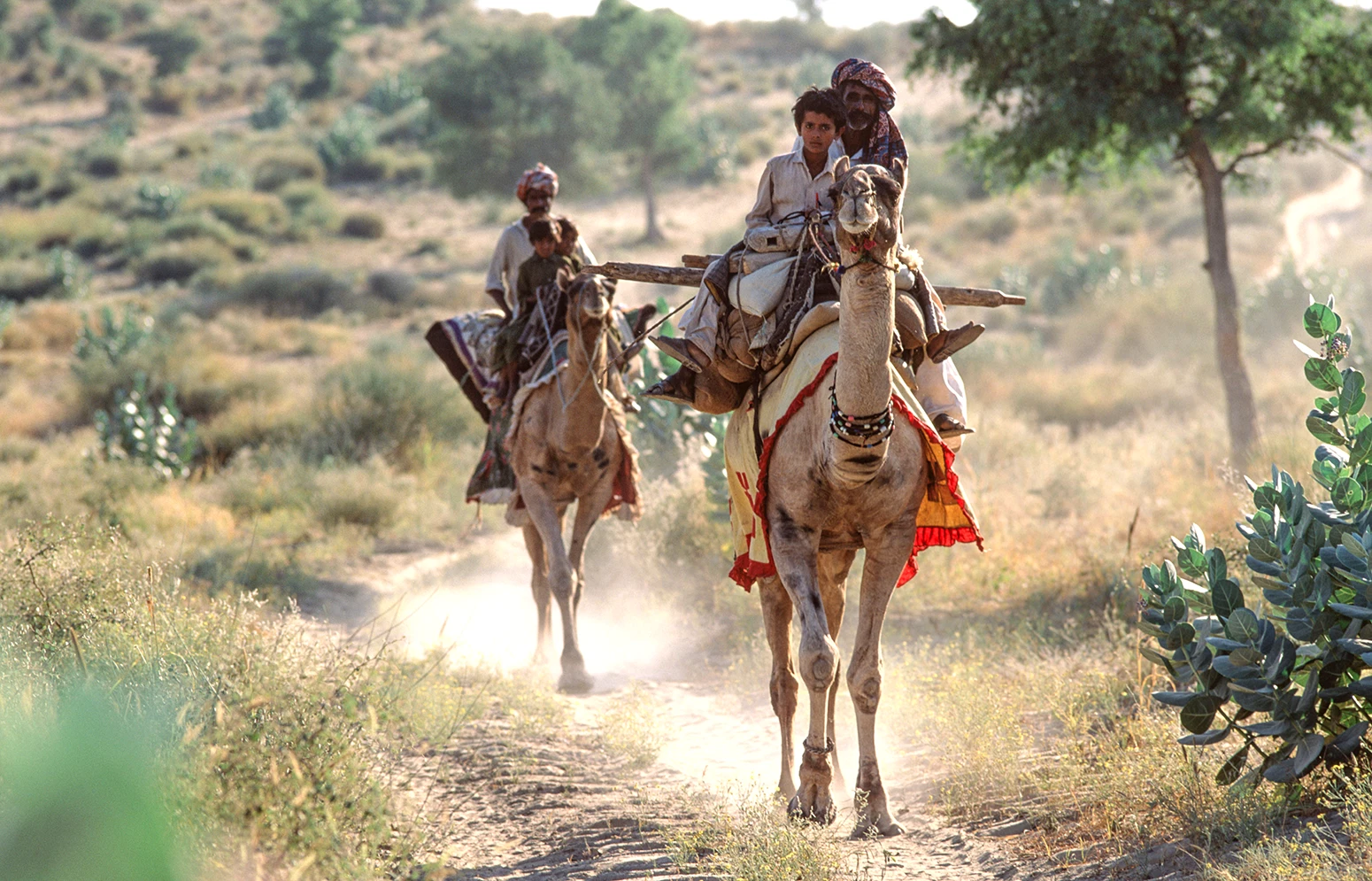 Nomadi Thari a dorso di cammello. Deserto del Thar, Pakistan.