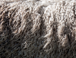 The Fascinating Dynamics of the Wool Commodity Market: A Closer Look